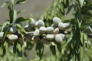 Images Dated 21st August 2017: Almonds. Freixo de Espada a Cinta, Portugal
