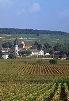 French Wine Regions Gallery: Aloxe-Corton