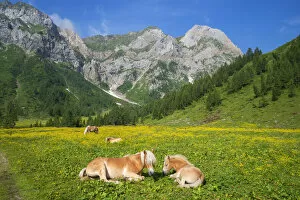 Alp with horses, Hochweiszstein (Monte Peralba) area, Carnic alps, Carinthia, Austria