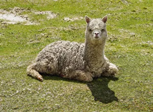 Images Dated 8th November 2017: Alpaca in Arequipa Region, Peru
