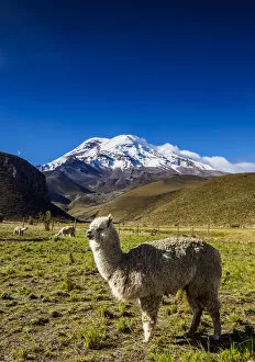 Images Dated 9th October 2018: Alpaca and Chimborazo Volcano, Chimborazo Province, Ecuador