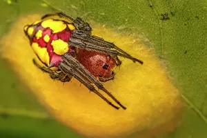 Spider Prints: Alpaida Spider guarding egg sac (Alpaida cornuta), Costa Rica