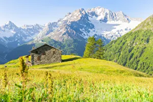 Pasture Prints: Alpe dell Oro and Monte Disgrazia, Valmalenco, Valtellina, province of Sondrio, Lombardy