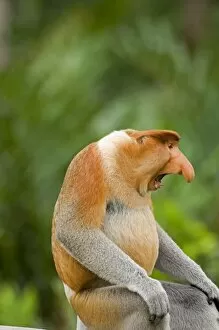 Adventure Travel Gallery: Alpha male Proboscis Monkey in territorial stance
