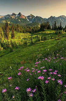 Rainier Prints: Alpine Aster with Tatoosh Range in the background