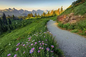 Rainier Prints: Alpine Aster with Tatoosh Range in the background
