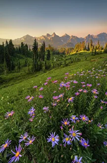 Rainier Prints: Alpine Aster with Tatoosh Range in the background