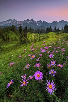 Rainier Prints: Alpine Aster with Tatoosh Range in the background