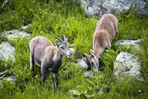 Ibex Prints: Alpine ibex, Lac de Cheserys, Chamonix, France