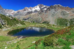 Rhododendron Prints: Alpine lake of Lago di Zana, in front of Mount Disgrazia, Valmalenco, Province of Sondrio