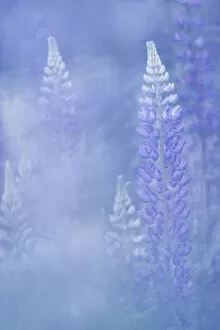 Images Dated 14th January 2021: Alpine Lupins (Lupinus), Close-up, Slovenia