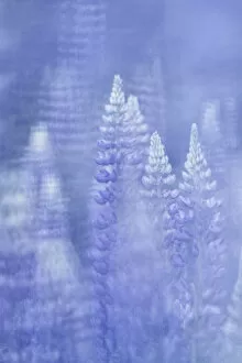 Images Dated 14th January 2021: Alpine Lupins (Lupinus), Close-up, Slovenia
