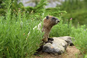 Rainier Prints: Alpine Marmot (Marmota Flaviventris), National Park Mount Rainier, Washington State, USA