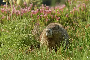 Rainier Prints: Alpine Marmot (Marmota Flaviventris), National Park Mount Rainier, Washington State, USA