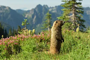 Rainier Prints: Alpine Marmot (Marmota Flaviventris), National Park Mount Rainier, Washington State, USA