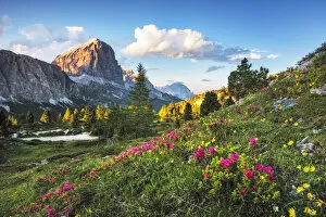 Adige Gallery: Alpine rose against Tofana di Rozes, Passo Falzarego, Cortina da'Ampezzo, Dolomites