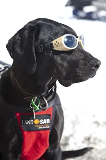 Wanaka Prints: Alpine Search & Rescue Dog, Treble Cone, Wanaka, Central Otago, South Island, New Zealand
