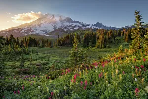 Rainier Prints: Alpine wildflowers with Mt. Rainier in the background