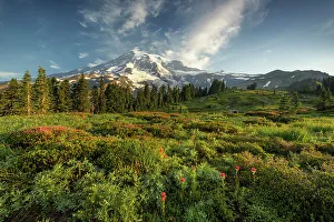 Rainier Prints: Alpine wildflowers with Mt. Rainier in the background