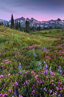 Rainier Prints: Alpine wildflowers with Tatoosh Range in the background