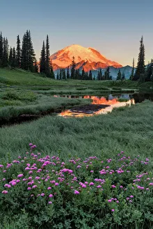 Rainier Prints: Alpine Wildflowers at Upper Tipsoo Lake with Mt
