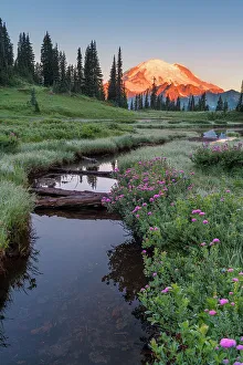 Rainier Prints: Alpine Wildflowers at Upper Tipsoo Lake with Mt