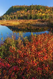 Lake Superior Prints: Alternate-leaf dogwood (Cornus alternifolia) in autumn color