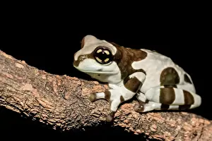 Frogs Prints: Amazon Milk Frog (Trachycephalus resinifictrix) - captive bred
