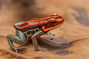 Captive Bred Prints: Amazonian Poison Frog (Ranitomeya ventrimaculata) - captive bred
