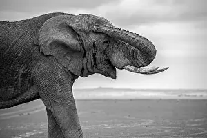 Horns Prints: Amboseli Park, Kenya, Africa Closeup of a male elephant. Photo in black and white