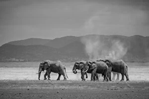 Amboseli Park, Kenya, Africa A family of elephants in Amboseli Kenya
