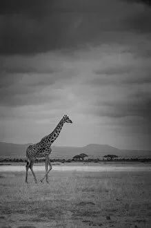 African Wildlife Collection: Amboseli Park, Kenya, Italy A giraffe shot in the park Amboseli, Kenya, shortly before