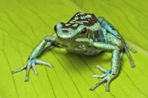 Poison Arrow Frogs Prints: Ameerega basserli - captive bred, Ontario, Canada