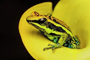 Amazon Prints: Ameerega pepperi - captive bred, Ontario, Canada