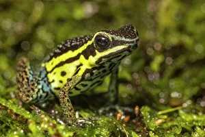 Captive Bred Prints: Ameerega pongoensis (no common name)