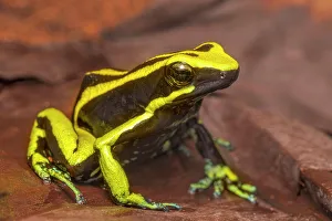 Poison Arrow Frogs Prints: Ameerega trivittata - captive bred, Ontario, Canada