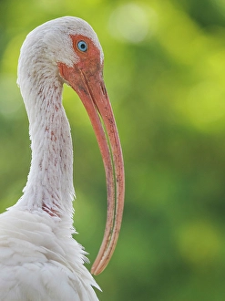 Aves Prints: America White Ibis (Eudocimus albus), Tampa, Florida, USA
