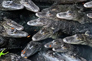 Deep South Prints: American Alligator (Alligator missippiensis)