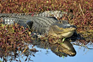 Deep South Prints: American Alligator (Alligator missippiensis)