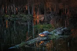 Atchafalaya Prints: American alligator (Alligator mississippiensis) resting in Lake Martin, Louisiana