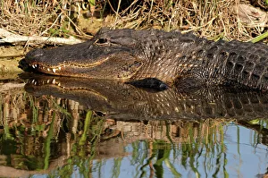 American alligator, Everglades NP, Florida, USA