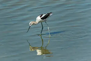Shorebirds Prints: American avocet (Recurvirostra americana) Reed Lake, Saskatchewan, Canada