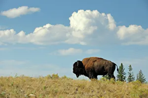 Wyoming Prints: American Bison (Bison bison) Bull on grassy ridge, Yellowstone NP, Wyoming, USA