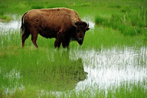 Q3 2024 Prints: American bison (Bison bison) Feeding in wetland, Yellowstone NP, Wyoming, USA