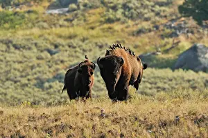 Wyoming Prints: American Bison (Bison bison) Individuals with starlings on their backs
