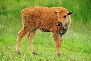 Q3 2024 Prints: American bison (Bison bison) Spring calf, Yellowstone NP, Wyoming, USA