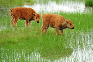 Q3 2024 Prints: American bison (Bison bison) Spring calves, Yellowstone NP, Wyoming, USA
