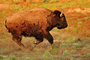 Great Plains Prints: American Bison (Bison bison) Stampeding