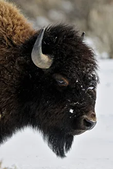 Q3 2024 Prints: American Bison (Bison bison), Yellowstone NP, Wyoming, USA