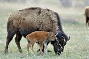 Great Plains Prints: American Bison (Bison bison) Young calf with mother